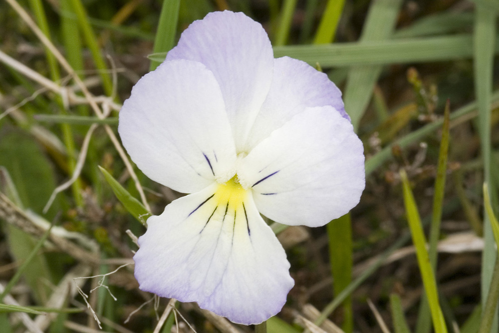 Viola calcarata/Viola con sperone